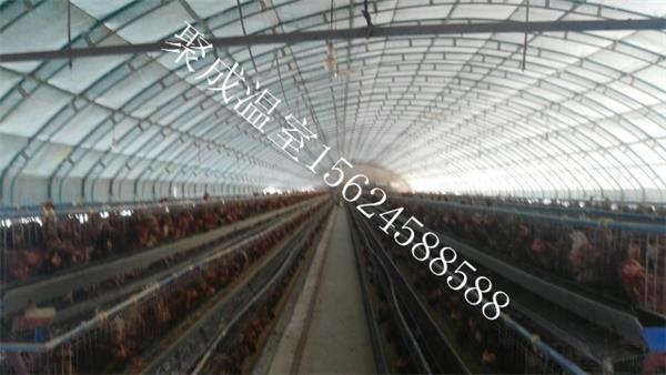 点击查看详细信息<br>标题：养猪自动化全套设备 阅读次数：养猪自动化全套设备