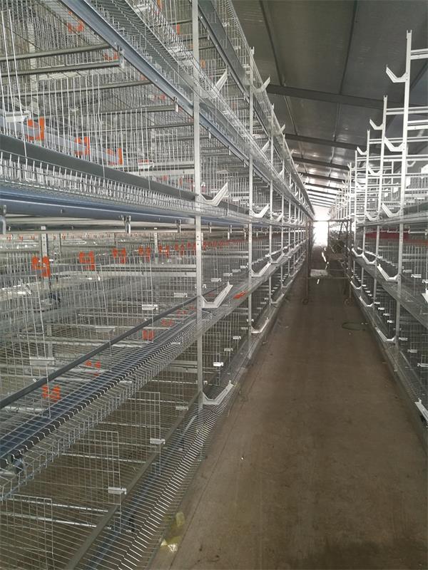 点击查看详细信息<br>标题：蛋鸡自动化全套设备 阅读次数：蛋鸡自动化全套设备