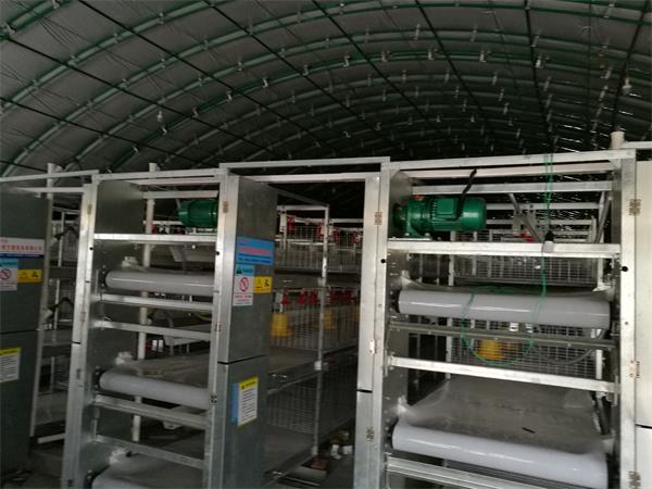 点击查看详细信息<br>标题：肉鸡自动化全套设备 阅读次数：肉鸡自动化全套设备