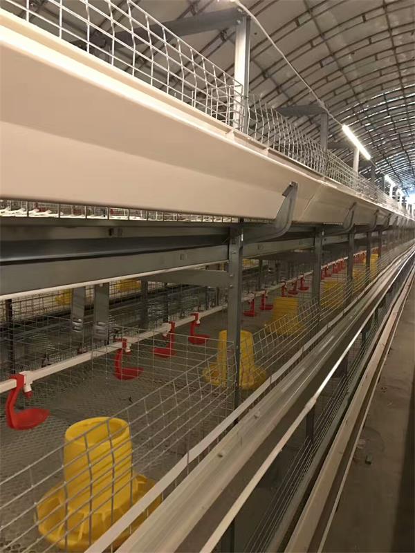 点击查看详细信息<br>标题：肉鸡自动化全套设备 阅读次数：肉鸡自动化全套设备