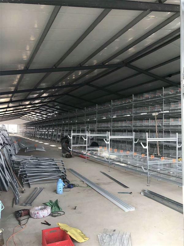 点击查看详细信息<br>标题：肉鸡自动化全套设备 阅读次数：肉鸡自动化全套设备