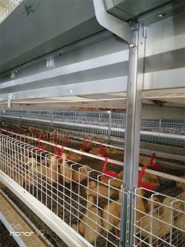 肉鸭自动化全套设备