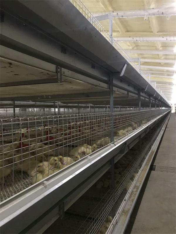 肉鸭自动化全套设备