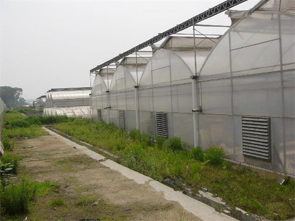 连栋薄膜温室